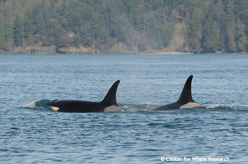 J40 and J14 without J55 - Photo by Dave Ellifrit, Center for Whale Research