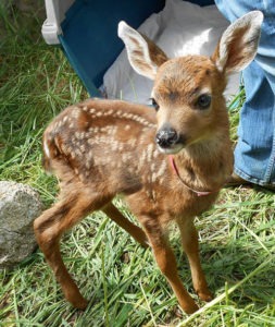 Deer Fawn