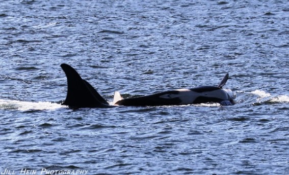 Of the eight orcas born in 2015, two are now identified as female. Photo courtesy of Jill Hein