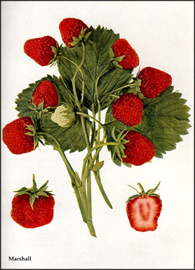 The Marshall Strawberry