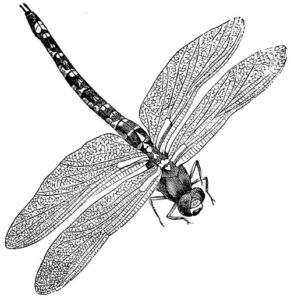 dragonflyillustration