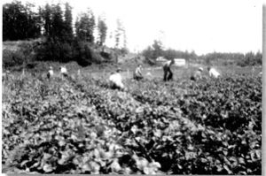 One of the many Marshall Strawberry fields on Orcas in the 1930s and early 40s - this one at Buck Bay