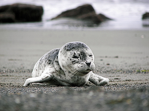 harbor-seal-pup