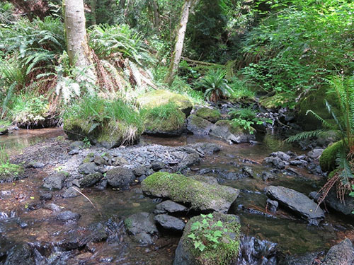 Coho Preserve, Cascade Creek. Photo: Kurt Thorson