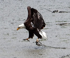 Eagle with leg hold trap