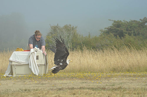 Final Eagle Release Photo