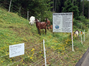 Goats at work on the grounds of Tillamook County transfer station