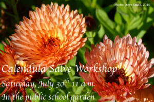 Calendula flowers captured by Steve Smith during the 2016 Orcas Island Garden Club Tour 