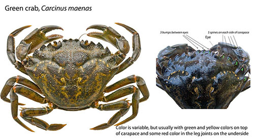 Carcinus_maenas_ID_ODFW