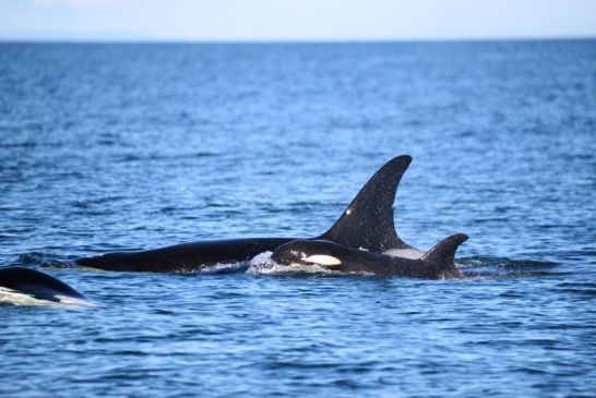 Now that mother J28 has died of apparent malnutrition, her calf J54 is not expected to survive. Photo courtesy of Ken Balcomb