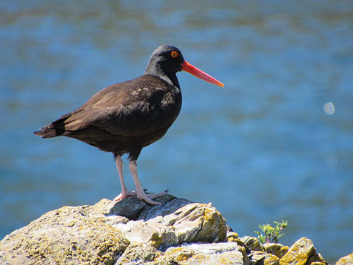 oystercatcher