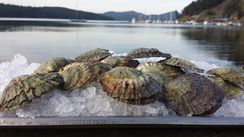 oysters