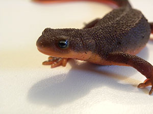 rough-skinned-newt-sa-feb-2015-7