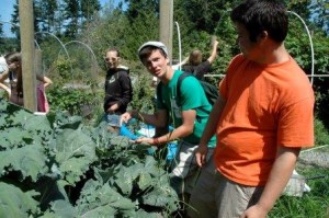 Sophie Thixton (in shades), Robin Gropp,and  harvest broccoli in  Rolf Erickson's garden.