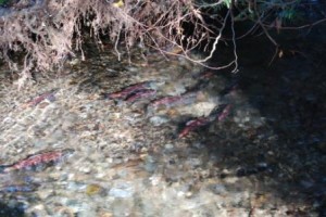 Kokanee females lay their eggs awaiting fertilization by Kokanee males