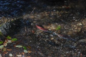 Kokanee return upstream to lay eggs at end of life cycle that started at Moran Creek Hatchery. Photo courtesy of Jim Schuh.