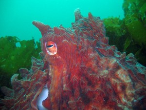 The "beautiful, brainy, bashful" octopus. Photo courtesy of J. Nichols