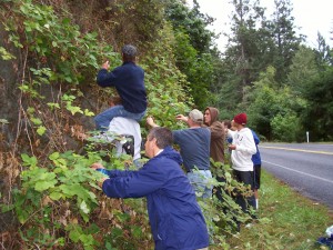 Visitors from the Tri-Cities pick blackberries following rain sprinkles