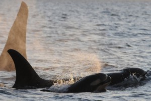 March newborn with adult whales. Photo courtesy of the Center for Whale Research.