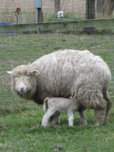 Mother and child at Coffelt's farm. Photo courtesy of Ruthie Dougherty.