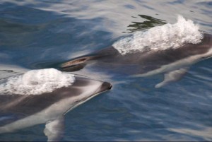 Lecturere Whales' use of echolocation can be seen on YouTube