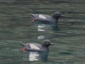 Pigeon guillemots off Patos Island.