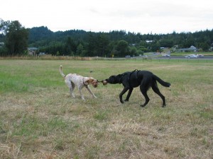 Radar and Logan play well together at the Eastsound Off Leash Dog Area