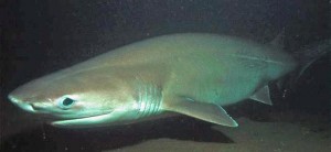 Shark sitting down at the dinner table.