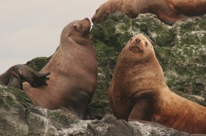 Stellar sea lions, captured (in photo) by Alan Fritzburg