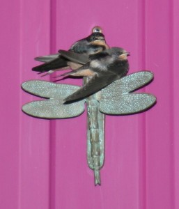 A pair of swallows light on the Dragonfly Gardens door knob.