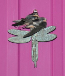 A pair of swallows at the doorway to Dragonfly Gardens