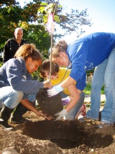 Environmental club members Addie Newcombe (background) Stephanie Shaw, Iris Parker Pavitt and Emily Diepenbrock plant trees in front of Orcas Elementary school last Saturday