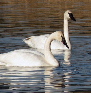 Trumpeter swans on Orcas Island. Photo courtesy of JoEllen Moldoff.