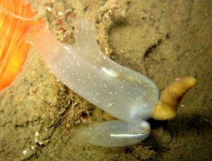 Yukky tunicates are invading the Salish Sea