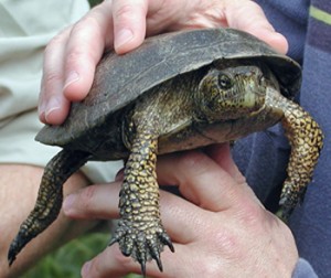 Western pond turtle. Photo courtesy of Lakin Khan.